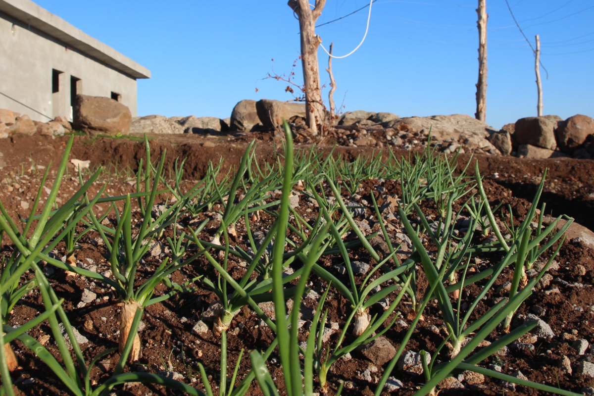 Building Autonomy Through Ecology in Rojava - UNICORN RIOT