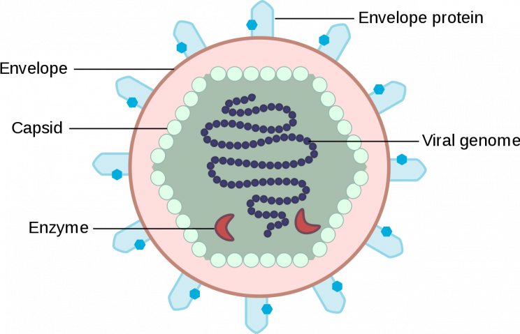 Illustration of a basic virus. The outer part of the virus is called the "envelope" which surface is covered with protein. Below the envelope is the "capsid" another layer of protein coating that protects the genetic material inside as well as the enzymes needed to copy the viral genome.