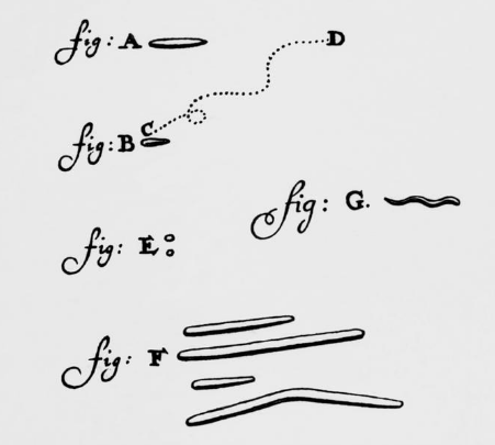 Drawing of the first bacteria ever seen by humans under an optical microscope.