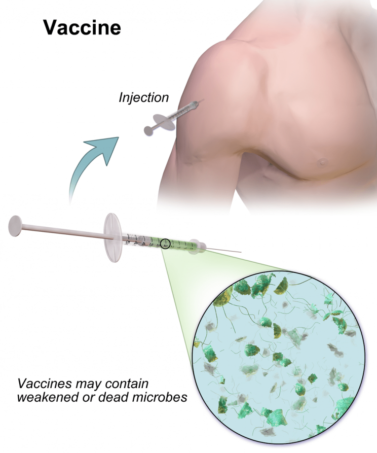 Illustration of a vaccine being introduced into a person's body through injection into the upper arm. Text: vaccines may contain weakened or dead microbes.