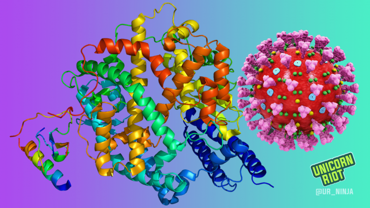 Illustration of a coronavirus particle and the ACE2 enzyme lining the cells of human respiratory tracts, to which the virion attaches itself.