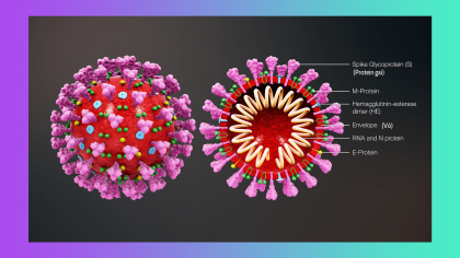 3D medical animation of the SARS-CoV-2 new coronavirus structure. On the left is an illustration of the outside of the virion. On the right is a cross-section of the virion, a diagram of its protein spikes, protective coating, and the genetic material protected inside