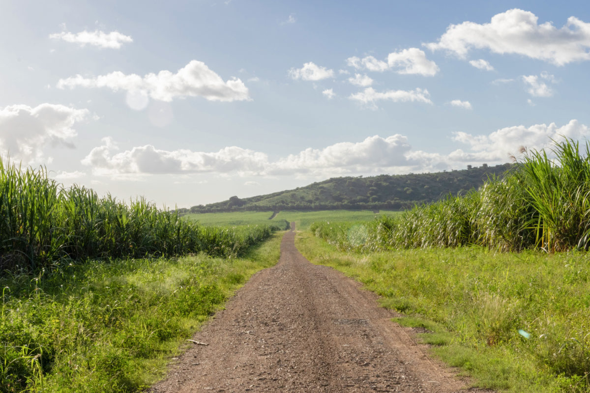 A dirt road that leads into green mountains with sugar cane fields on either side.