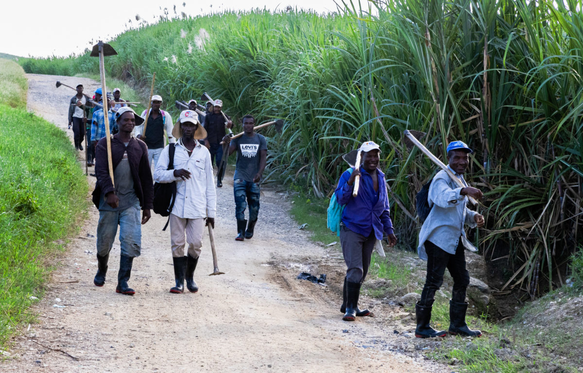 13 sugar cane cutters walk down a dirt road with green pasture on the left side and a fully grown sugar cane field to their right.