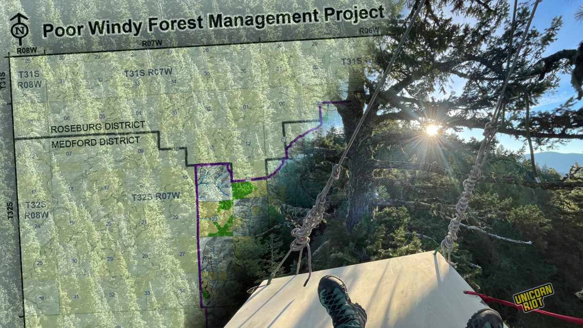 Forest Defenders Launch Tree Sit to Stop Old Growth Logging in Oregon ...